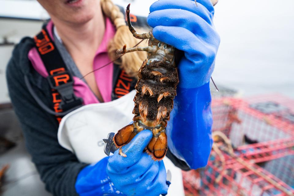 Krista Tripp holds up a female lobster carrying eggs before she puts it back in the ocean as she collects lobsters from her traps.