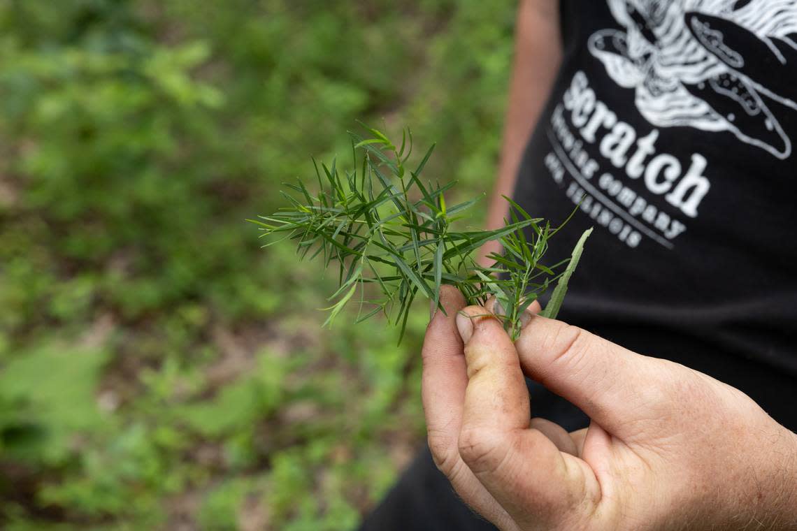 Scratch co-owner Aaron Kleidon holds up a foraged herb he found on his brewery’s property, which will make its way into beer.