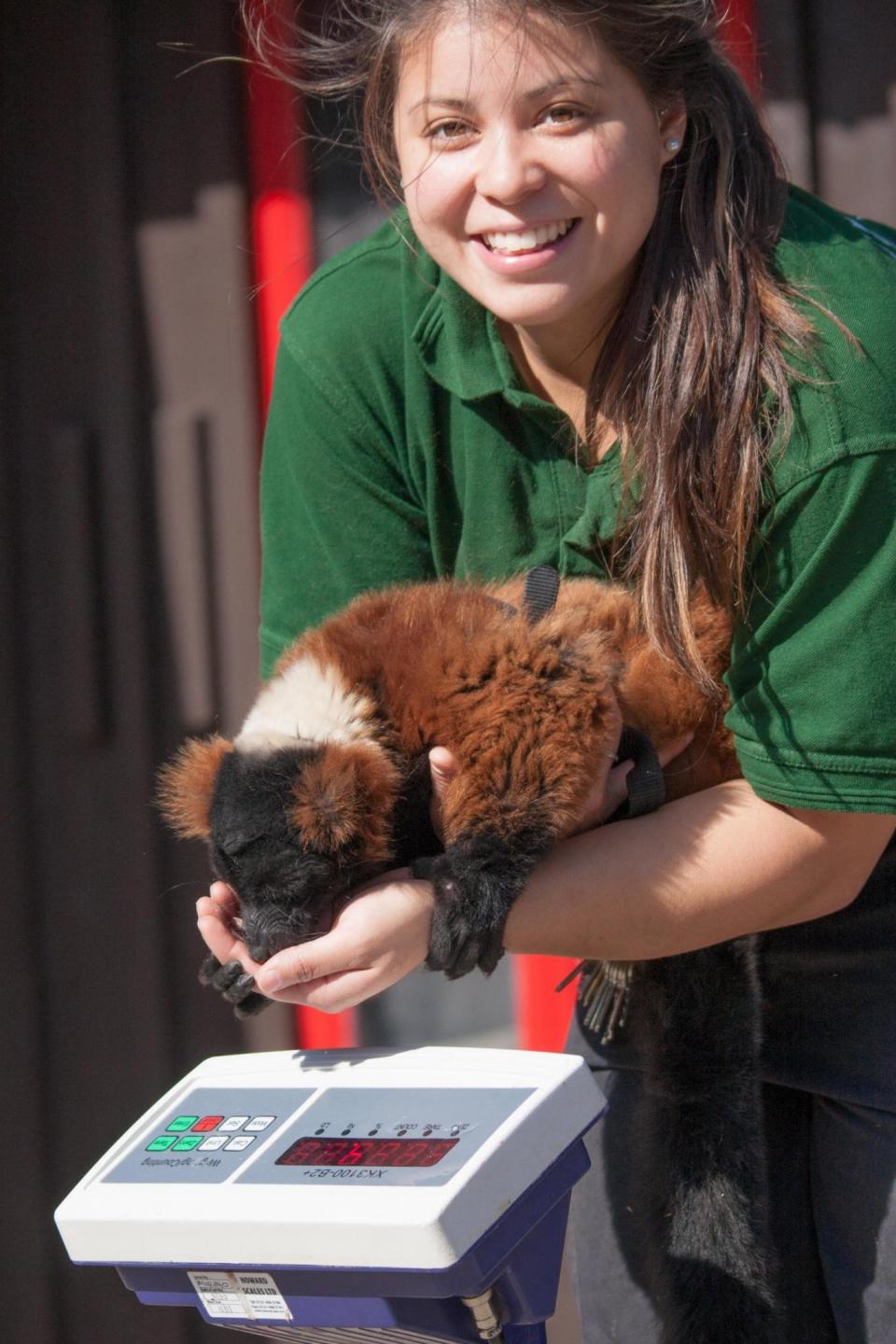 Angelina Lawson weighing Sid, a red-ruffed lemur, as London Zoo in 2014