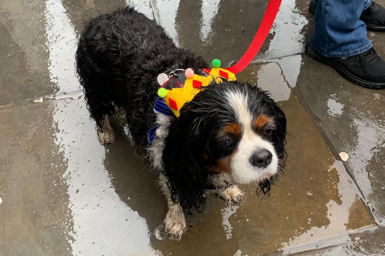 King Charles spaniels are soaked by heavy rain during a party to celerate the coronation of King Charles along the King's road in Chelsea, London on May 6, 2023. (Yuliya Talmazan / NBC News)