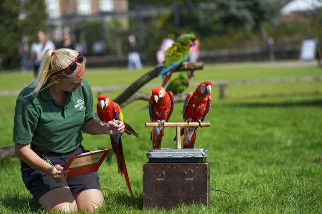 Scarlet macaws with keeper Liz Brown 