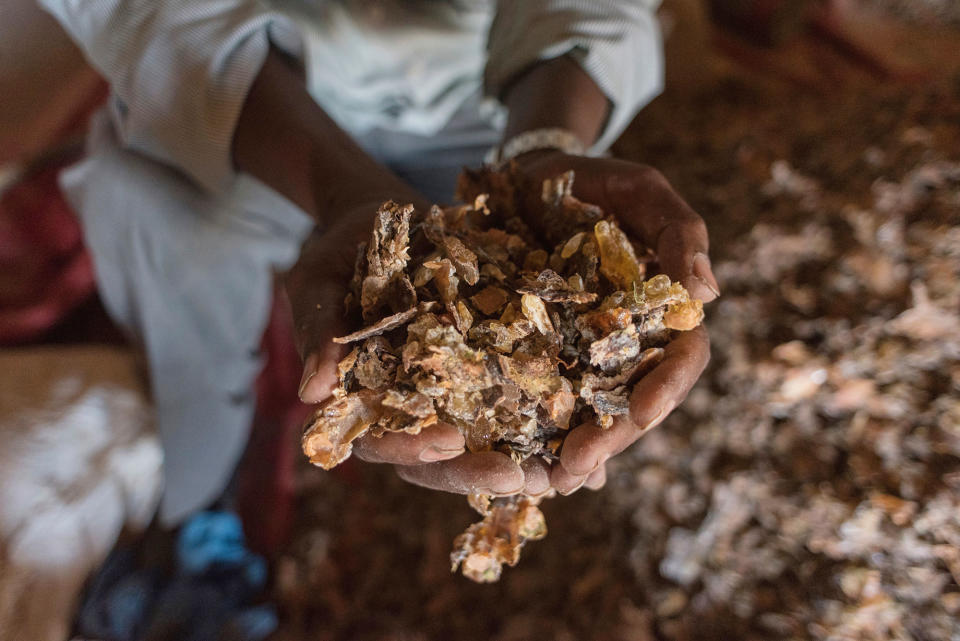 The world’s last wild frankincense forests