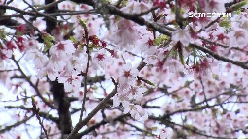 阿里山櫻花吸引遊客。