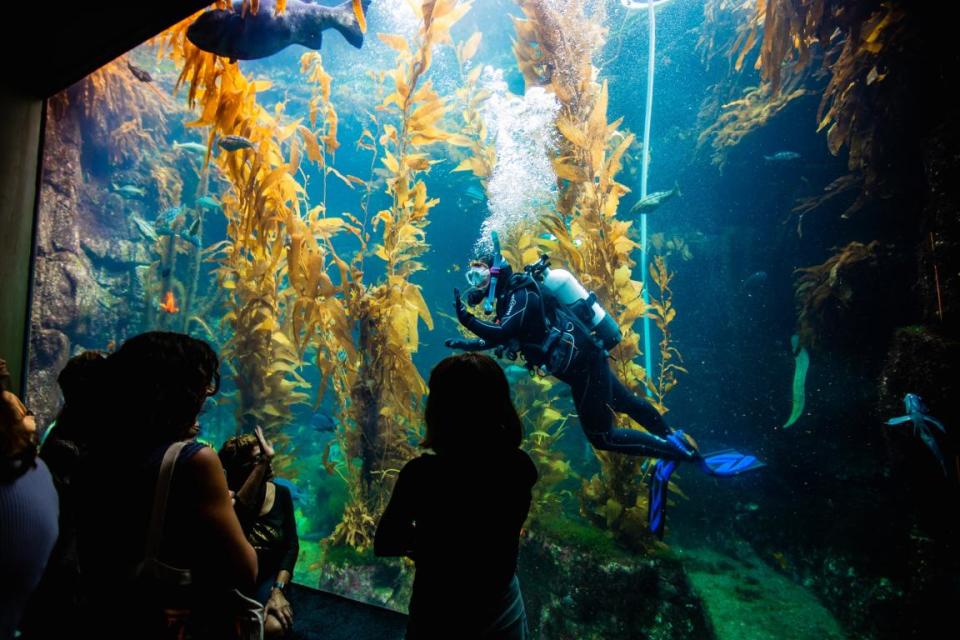 Birch Aquarium