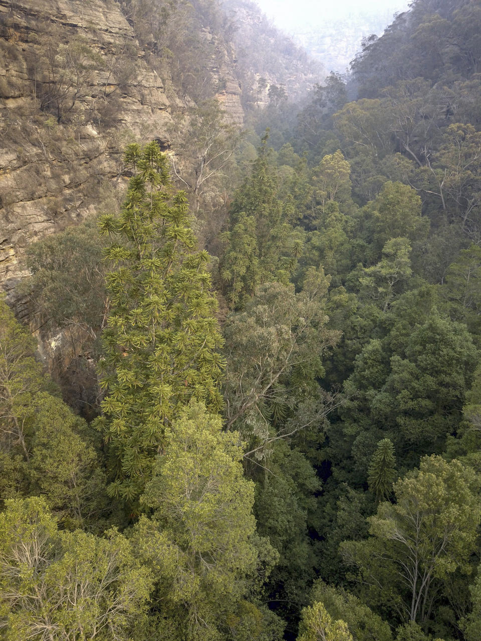 In this photo taken early January, 2020, and provided on Jan. 16, 2020, by the NSW National Parks and Wildlife Service, Wollemi pines thrive in a canyon in the Wollemi National Park, New South Wales, Australia. Specialist firefighters have saved the world's last remaining wild stand of a prehistoric tree from wildfires that razed forests west of Sydney. (NSW National Parks and Wildfire Service via AP)