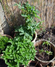 <p> If you've ever tried to learn how to grow mint, you'll know that it will take over your whole garden if you don't contain it. Avoid your small garden becoming a monoculture – know your invasive crops and plant them in pots. </p>