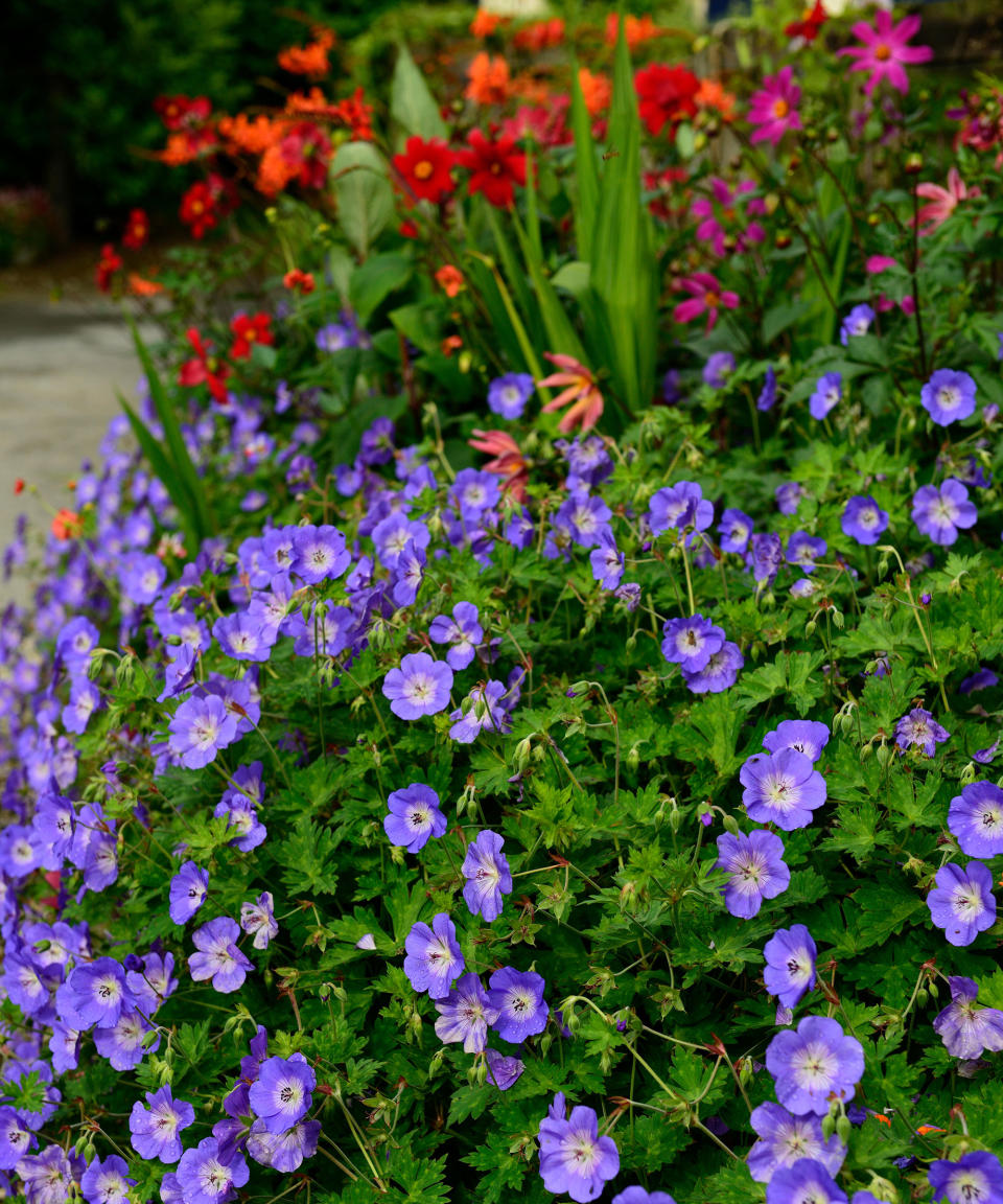 purple flowering ground cover plant geranium 'Rozanne'