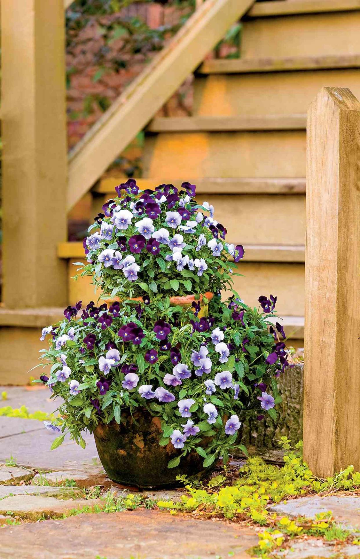 Flowering Jar Pansies