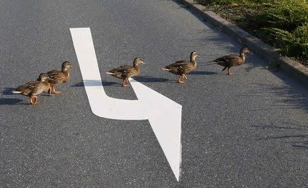 Ducks cross a street near the headquarters of German car manufacturer Opel in Ruesselsheim, in this August 22, 2013 file picture. In recent weeks, the economy that proud German politicians have taken to describing as a "growth locomotive" and "stability anchor" for Europe, has been hit by a barrage of bad news that has surprised even the most ardent Germany sceptics. The big shocker came on August 14, 2014, when the Federal Statistics Office revealed that gross domestic product (GDP) had contracted by 0.2 percent in the second quarter. Picture taken august 22, 2013. TO MATCH STORY GERMANY-ECONOMY/ REUTERS/Ralph Orlowski/Files (GERMANY - Tags: ANIMALS ENVIRONMENT)