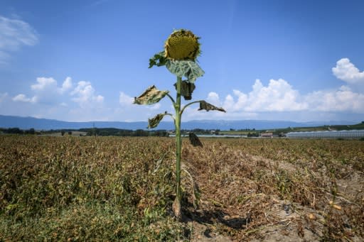 A parched sunflower with dried leaves in western Switzerland