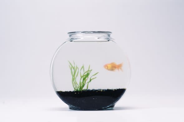 OS05066.TIF Fish Bowl visual symbols,object series 5,CMCD,Clement Mok,fish bowl,goldfish,water,glass,containers,pets,orange,swim