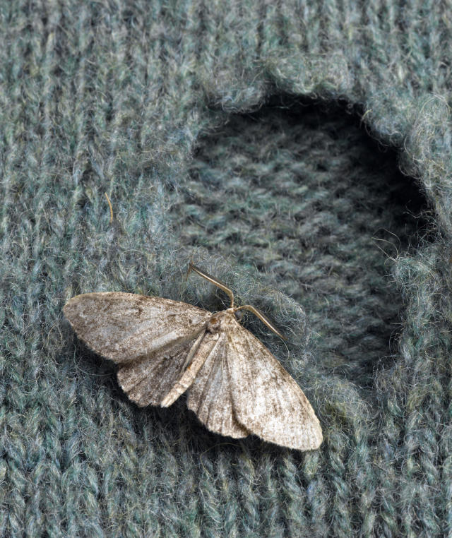How can I avoid moths getting into my wardrobe? 