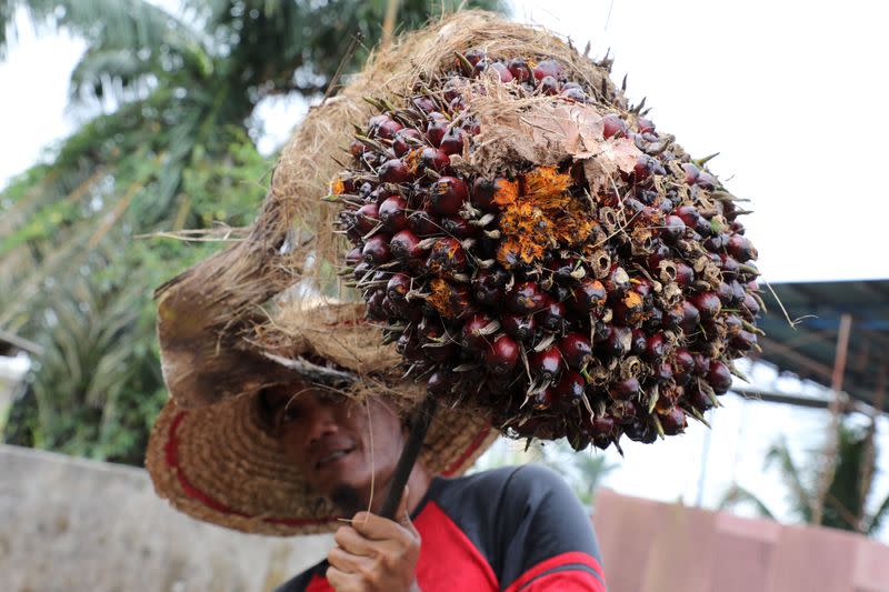 FILE PHOTO: A worker holds a palm oil fruit bunch at a factory in Tanjung Karang