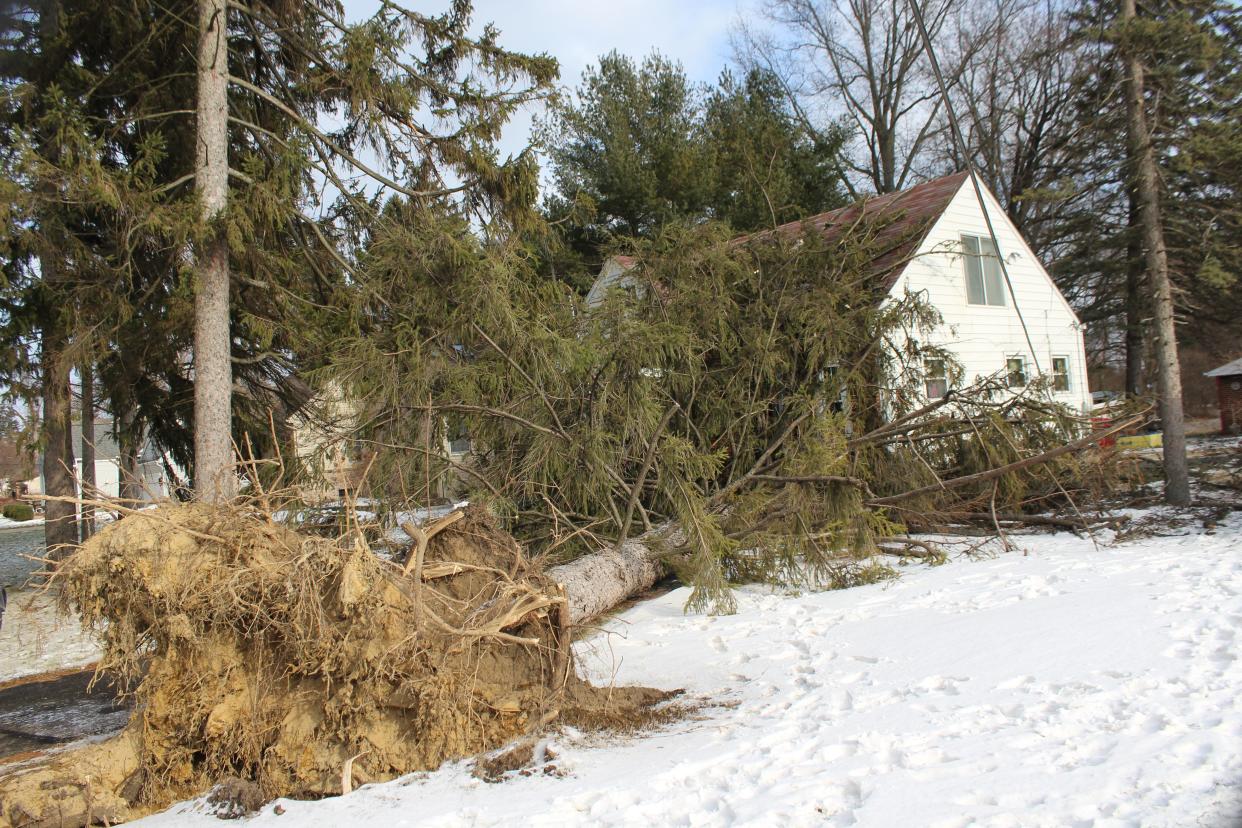 Last week's winter storm with 50-mph wind gusts uprooted an 80-foot-tall pine tree onto the top of Dean and Nancy Babcock’s home on Vivian Road.