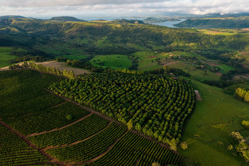 Aerial view of a plantation that implemented the agroforestry concept developed by the Preta Terra project in Timburi.<span class="copyright">Victor Moriyama for TIME</span>