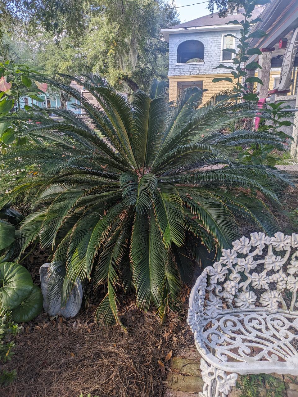 Female sago palms produce deadly seeds.