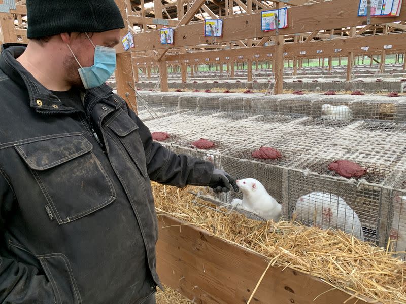 Hans Henrik Jeppesen interacts with one of his minks at his farm near Soroe