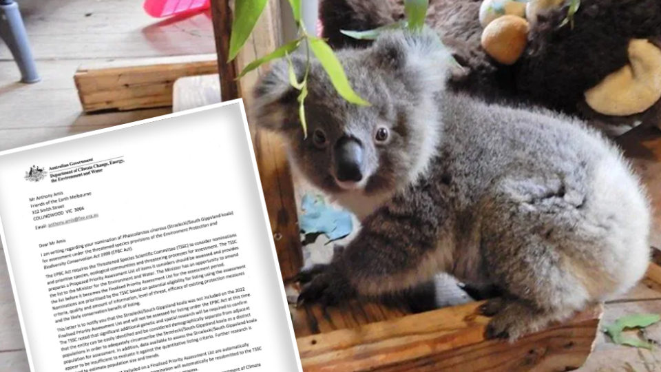 An image of a young Strzelecki koala in care. A picture of the EPBC rejection has been pasted over this image.