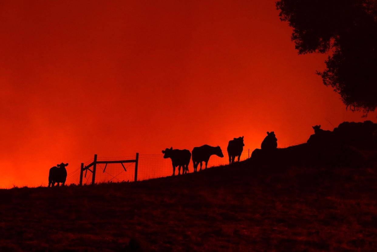 Cows stand on a hill as the Kincade Fire approaches on Oct. 24, 2019 in Geyserville, Calif.