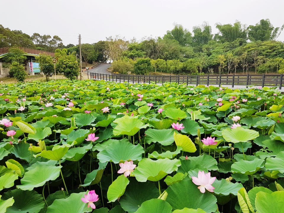 (圖片來源：白河蓮花季活動官網)