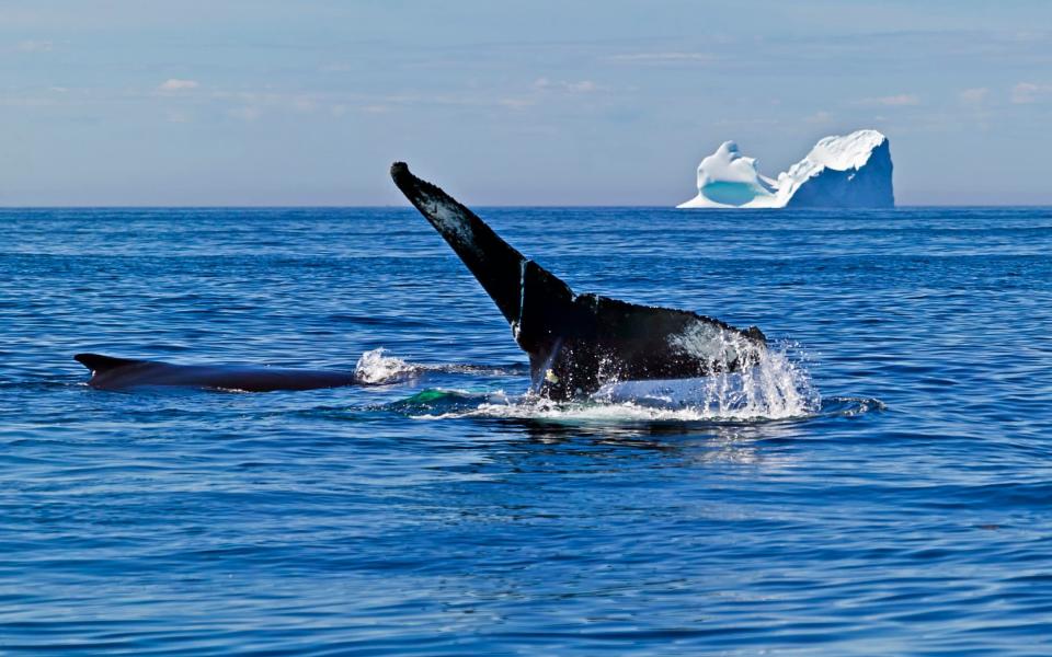 A humpback whale and an iceberg off Newfoundland