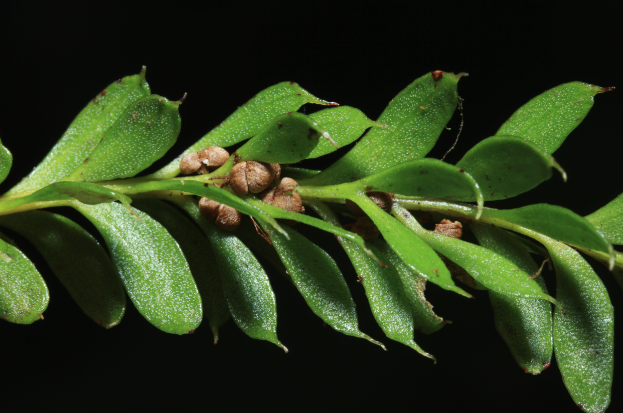 Tmesipteris oblanceolata, l’être vivant au plus grand génome du monde