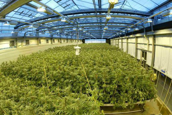 Marijuana growing in a G.W. Pharmaceuticals facility