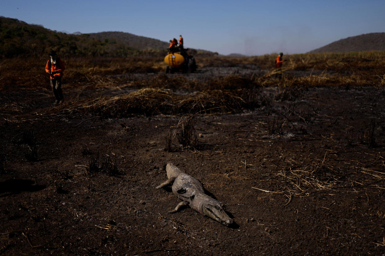 Un alligator brûlé dans le Pantanal, la plus grande zone humide du monde, au Brésil, le 14 juin 2024.