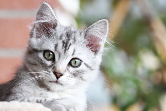 female kitten of siberian cat ...