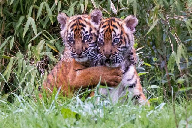 Photographer Captures Tender Moment Between Tiger Mom and Her Cubs