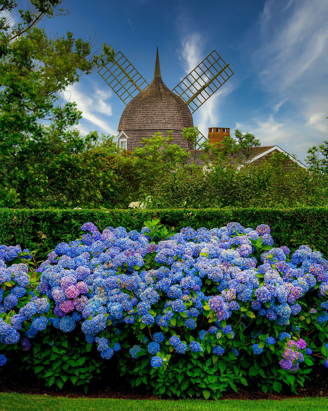 southampton summer scenes with windmill and hydrangea in bloom