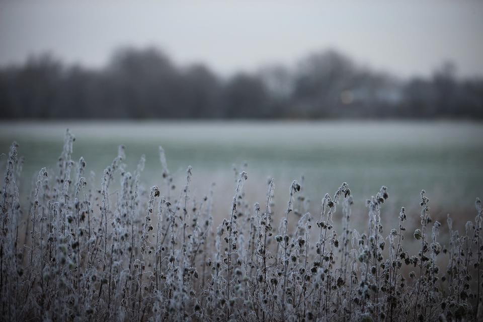 LONDON, ENGLAND - DECEMBER 12: The early morning frost clings to plants in Regents Park on December 12, 2012 in London, England. Forecasters have warned that the UK could experience the coldest day of the year so far today, with temperatures dropping as low as -14C, bringing widespread ice, harsh frosts and freezing fog. Travel disruption is expected with warnings for heavy snow in some parts of the country. (Photo by Dan Kitwood/Getty Images)