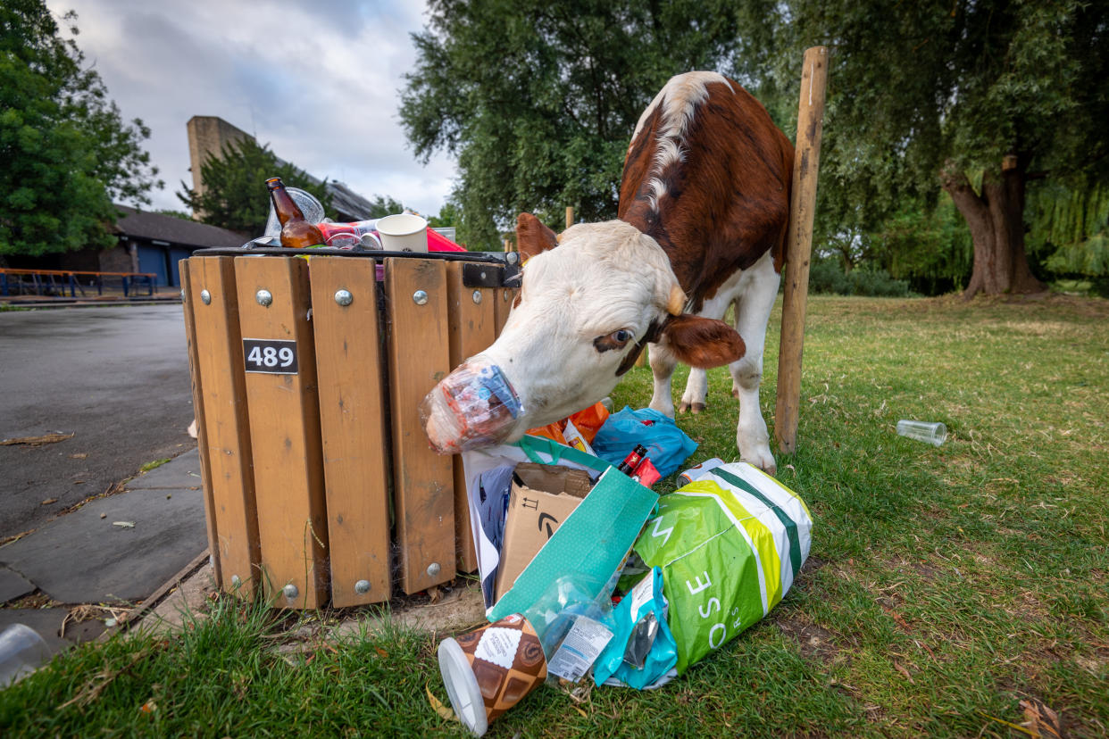 Cows can seen rummaging through bins overflowing with litter left by visitors on Super Saturday. (SWNS)