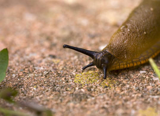 6. Deter Slugs