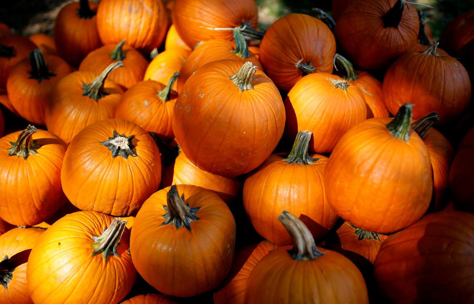 Pumpkins are pictured at the Parkhurst Ranch Pumpkin Patch in Arcadia.