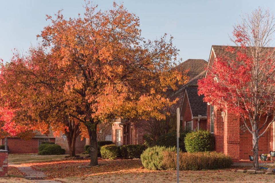 Colorful fall foliage at front lawn of residential house near Dallas, Texas, USA. Thick carpet of ground Bradford pear leaves at sunrise