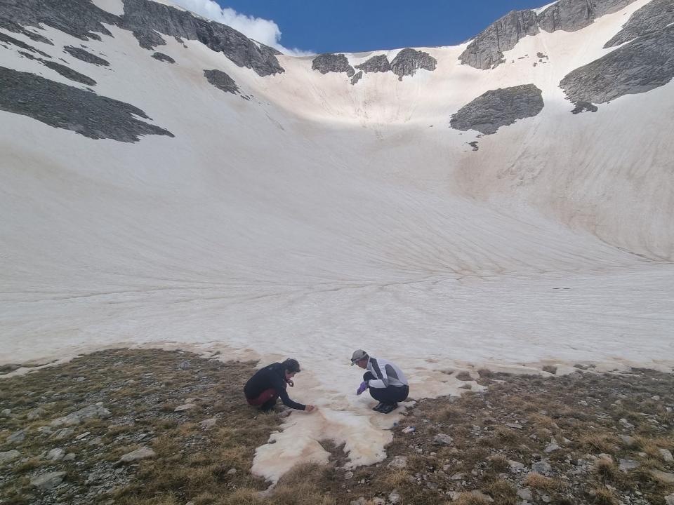 two scientists squat in a field of pink snow on a mountain and take samples