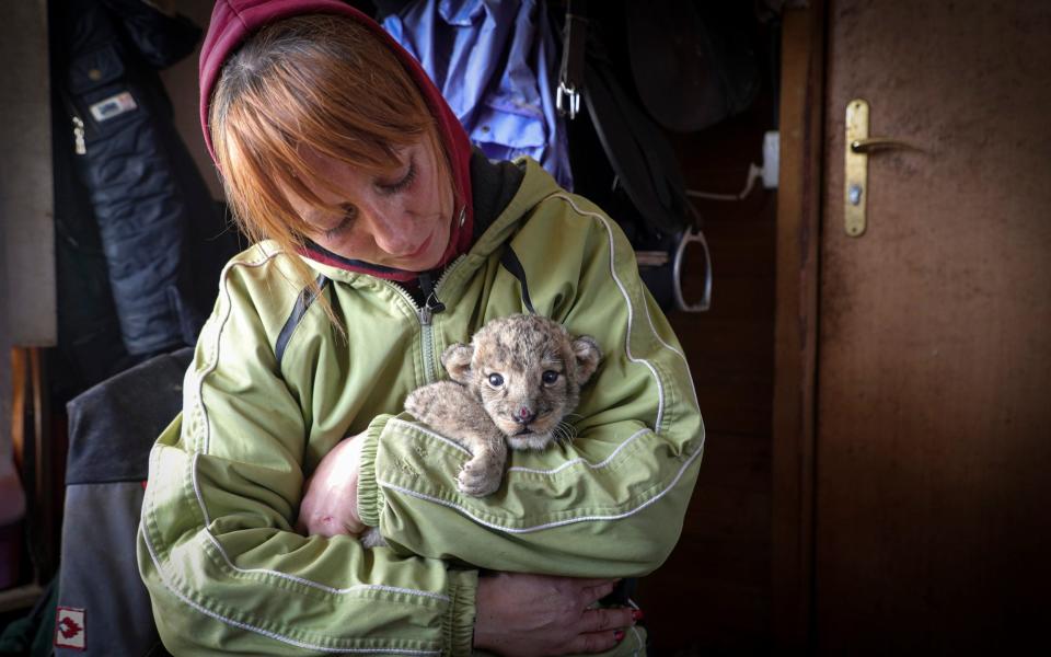 Natalya Lutsenko, technologist of the Mariupol Wildlife Park, holds a new born lion cup in Mariupol, in Russian-controlled Donetsk region of eastern Ukraine, Tuesday, Nov. 29, 2022. Two newborn lion cubs were abandoned by the previous owners. The same situation happened with two tiger cubs four months ago, they now also live in Mariupol Zoo. (AP Photo) - AP