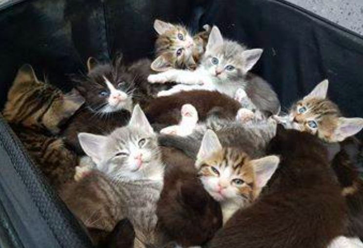 The kittens were stuffed into the suitcase at the side of the road (Facebook/Cats Protection Hornchurch)