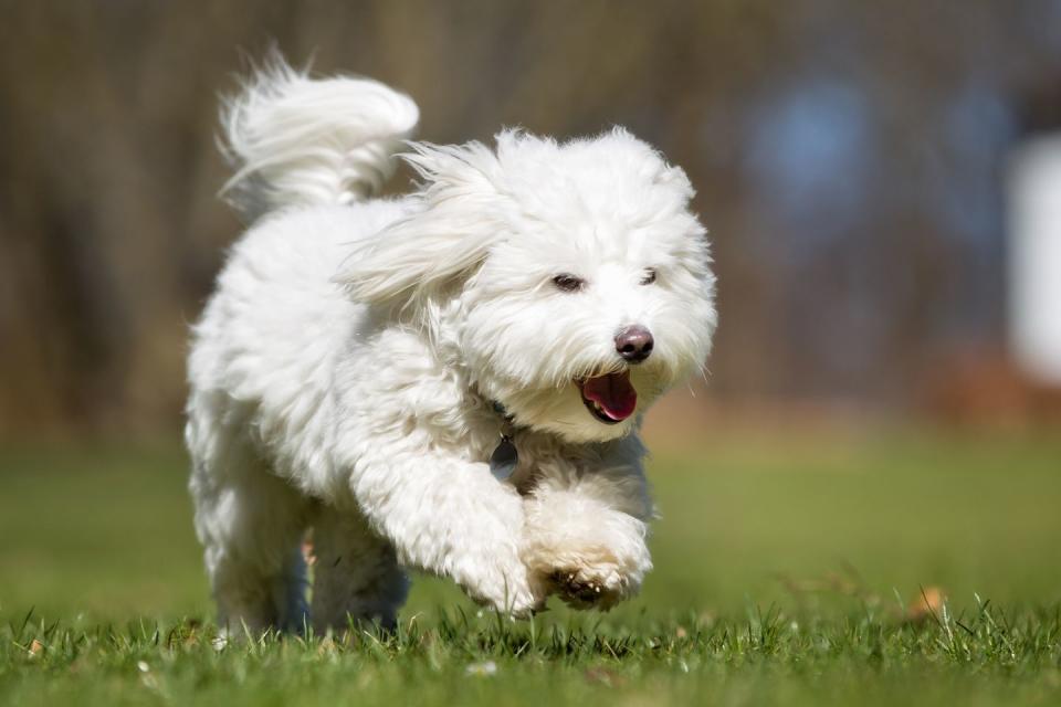 best small dog breeds coton de tulear