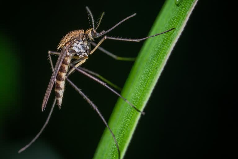 La especie Aedes Albifasciatus, o mosquito de inundación, es una de las que persiste a pesar de las bajas temperaturas