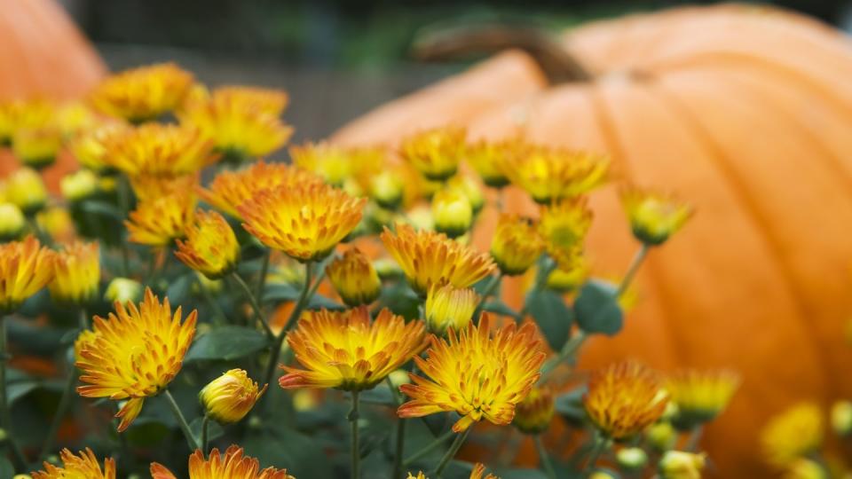 fall flowers mums