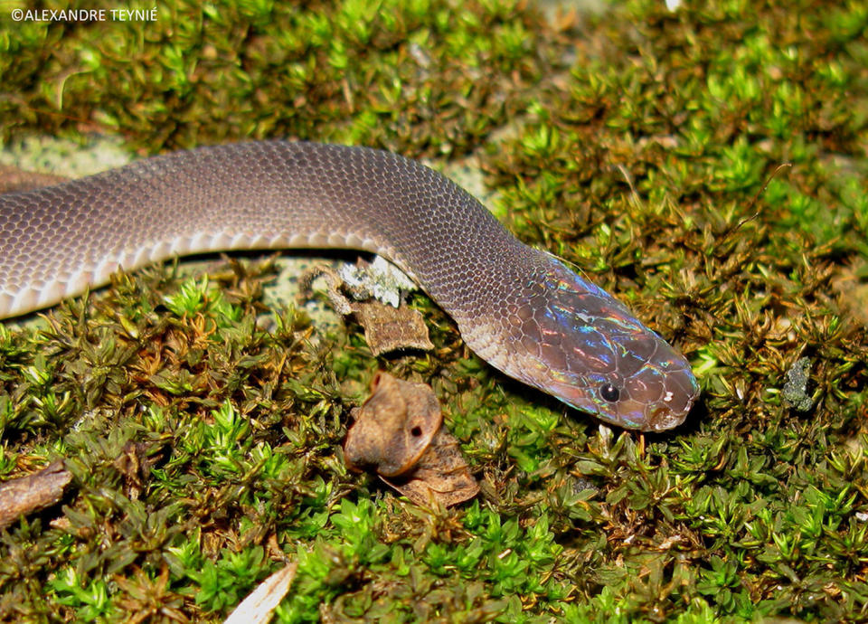 Rainbow-headed Parafimbrios lao is the 111th snake species described in Laos. <cite>Alexandre Teynié</cite>