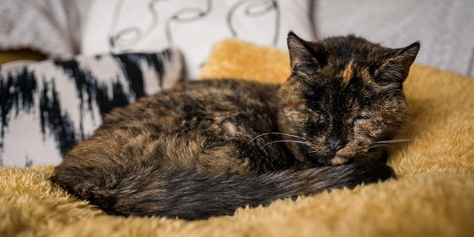 Flossie the cat on her favorite blanket