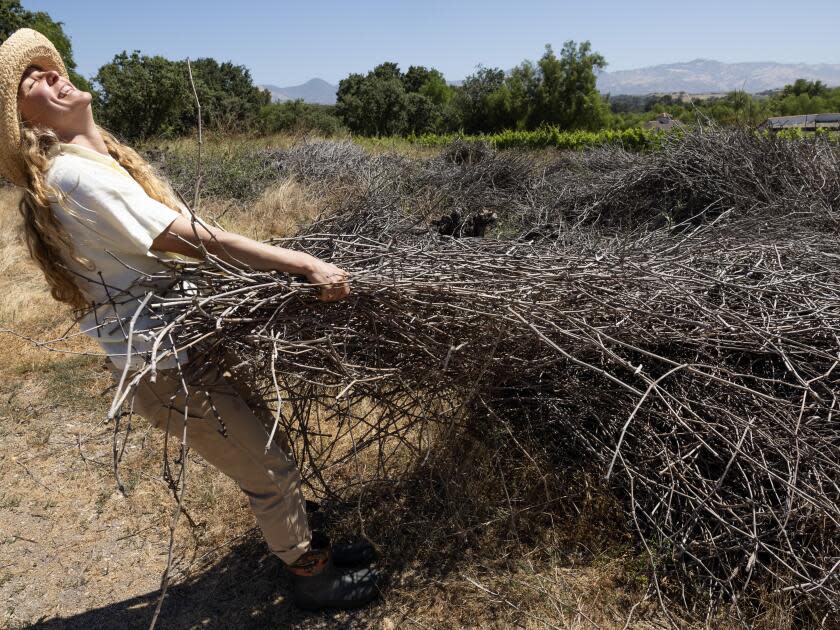 Vine cuttings at Amevive vineyard in Los Olivos.