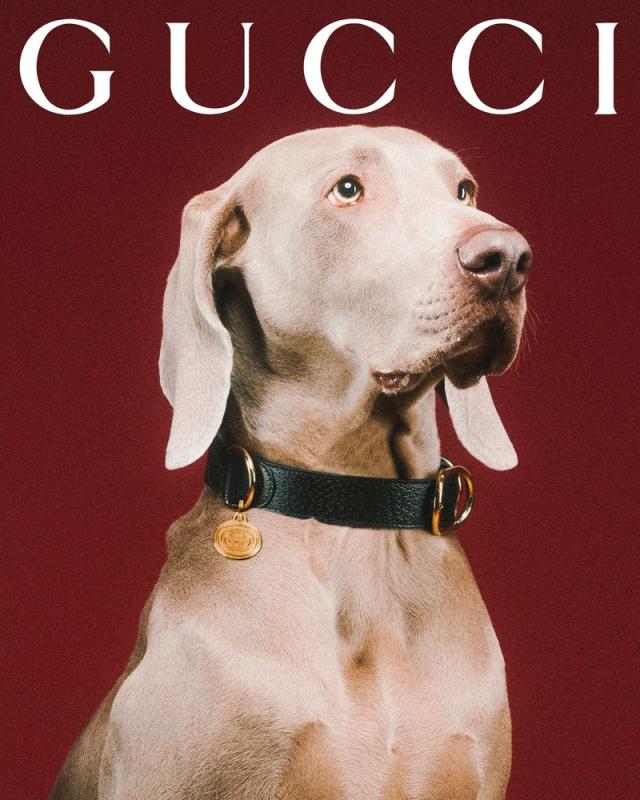 Gucci - Adding a whimsical touch to the everyday, the Gucci Pet