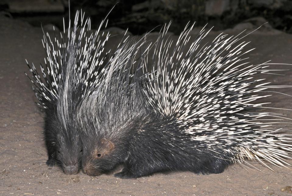 Porcupines