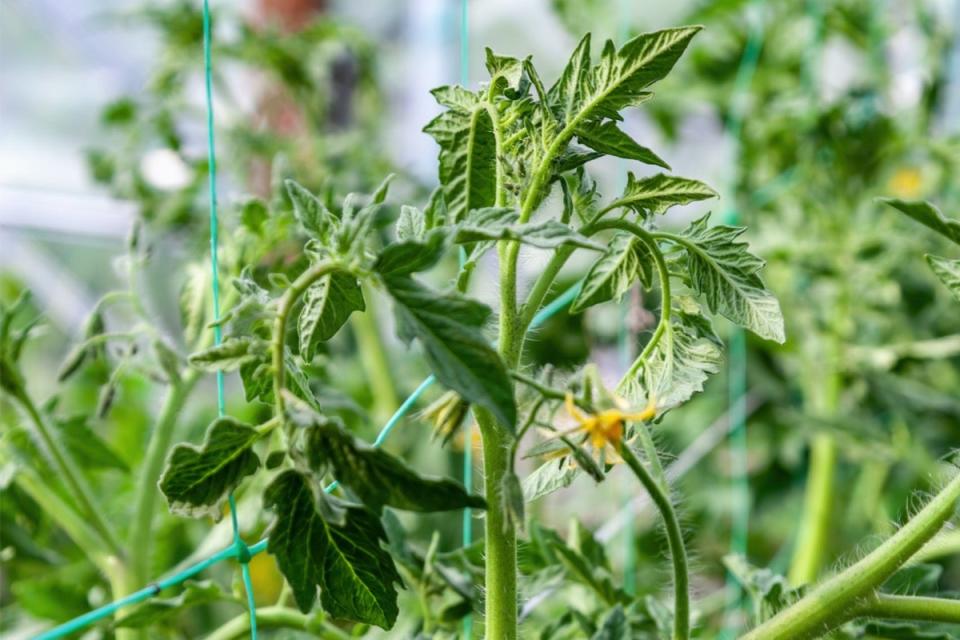 pruning tomato plants