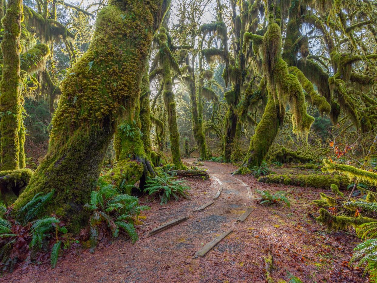 Hoh Rain Forest, Olympic National Park, Washington state, USAHoh Rain Forest, Olympic National Park, Washington state, USA