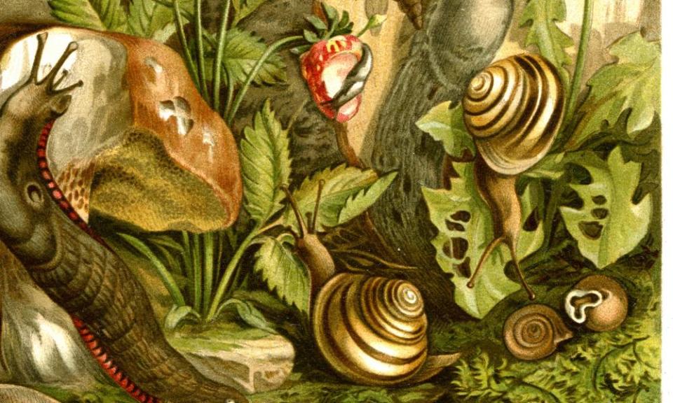 An artistic illustration of snails